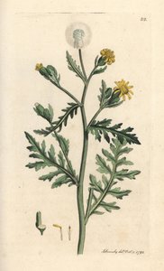 Stinking or sticky groundsel, Senecio viscosus (senecón viscoso) Grabado en cobre coloreado a mano según una ilustración de James Sowerby de James Smith