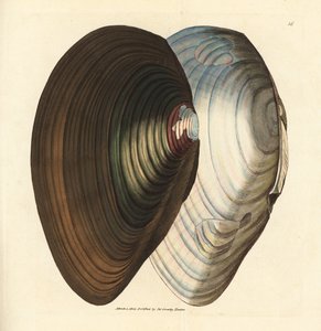 Mejillón cisne, Anodonta stagnalis (Mytilus stagnalis). Grabado en cobre coloreado a mano por James Sowerby de The British Miscellany, or Coloured figures of new, rare, or little known animal subjects. de James Sowerby