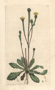 Sucoria de Swin, Arnoseris minima (Hyoseris minima). Grabado en cobre coloreado a mano según una ilustración de James Sowerby de James Smith