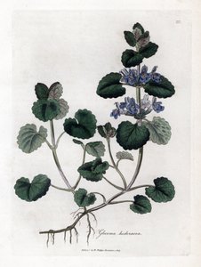 Hiedra terrestre - Ground ivy, Glecoma hederacea. Grabado en cobre coloreado a mano de una ilustración botánica de James Sowerby extraída de la obra de William Woodville y Sir William Jackson Hooker "Medical Botany", John Bohn, Londres. de James Sowerby