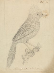 Alcaudón moñudo de James Sowerby