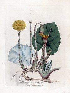 Tuslage or no donkey - Coltsfoot, Tussilago fara. Grabado en cobre coloreado a mano de una ilustración botánica de James Sowerby extraída de "Medical Botany" de William Woodville y Sir William Jackson Hooker, John Bohn, Londres. de James Sowerby