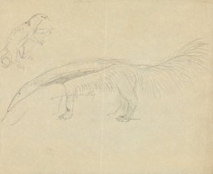 Dos osos hormigueros de James Sowerby