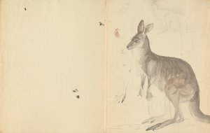 Dos canguros con detalles de James Sowerby