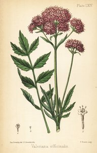 Valeriana, Valeriana officinalis. Litografía coloreada a mano por Charlotte Caroline Sowerby a partir de una ilustración de James Sowerby de la Flora Homeopathica de Edward Hamilton, Bailliere, Londres.