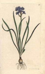 Scilla verna (Spring Scille) Grabado en cobre coloreado a mano según una ilustración de James Sowerby de James Smith