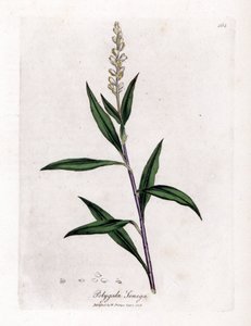 Virginia polygale o hierba de leche - Senega, Polygala senega. Grabado en cobre coloreado a mano a partir de una ilustración botánica de James Sowerby de "Botánica Médica" de William Woodville y Sir William Jackson Hooker, John Bohn, Londres. de James Sowerby