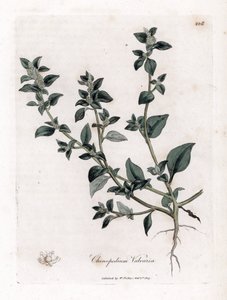 Vuvaire - Pie de ganso apestoso, Chenopodium vulvaria. Grabado en cobre coloreado a mano de una ilustración botánica de James Sowerby extraída de "Medical Botany" de William Woodville y Sir William Jackson Hooker, John Bohn, Londres. de James Sowerby