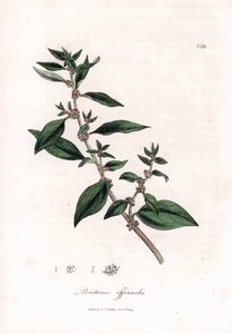 Parietaria officinalis. Grabado en cobre coloreado a mano a partir de una ilustración botánica de James Sowerby de "Medical Botany" de William Woodville y Sir William Jackson Hooker, John Bohn, Londres. de James Sowerby