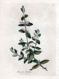 Water germandree - Germen de agua, Teucrium scordium. Grabado en cobre coloreado a mano de una ilustración botánica de James Sowerby de la obra "Botánica Médica" de William Woodville y Sir William Jackson Hooker, John Bohn, Londres.