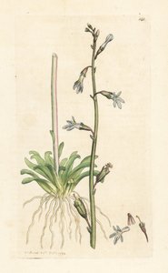 Lobelia de agua, Lobelia dortmanna (Lobelie de Dortmann) Grabado en cobre coloreado a mano según una ilustración de James Sowerby de James Smith