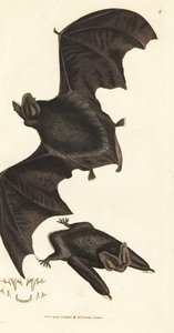 Murciélago barbastela occidental, Barbastella barbastellus barbastellus (Vespertilio barbastellus). Grabado en cobre coloreado a mano por James Sowerby de The British Miscellany, or Coloured figures of new, rare, or little known animal subjects. de James Sowerby