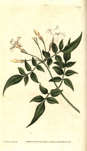 White Jasmine (or Jasmine officinal) - Jazmín común o jazmín, Jasminum officinale. Grabado en cobre coloreado a mano e ilustración botánica de James Sowerby de The Botanical Magazine de William Curtis, Lambeth Marsh, Londres. de James Sowerby