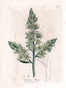White Veratre (antiguamente eléboro blanco) - Eléboro blanco, Veratrum album. Grabado en cobre coloreado a mano a partir de una ilustración botánica de James Sowerby de "Botánica Médica" de William Woodville y Sir William Jackson Hooker, John Bohn, Londres de James Sowerby