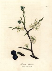 Flor blanca y bayas azules del endrino, Prunus spinosa