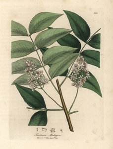 Caoba de flor blanca, Swietenia mahogani de James Sowerby