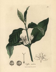 Flor blanca, hojas y grano de la planta del café, Coffea arabica de James Sowerby