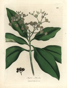 Árbol de la pimienta blanca, Myrtus pimenta