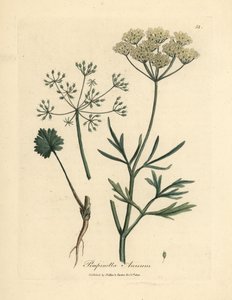 Anís de flor blanca, Pimpinella anisum de James Sowerby
