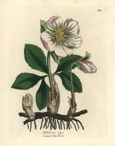 Heléboro negro de flor blanca o rosa de Navidad, Helleborus niger