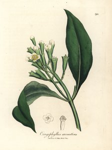 Clavo de flor blanca, Caryophyllus aromaticus