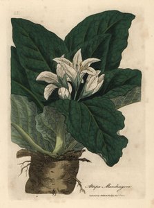 Mandrágora de flor blanca, Atropa mandragora de James Sowerby