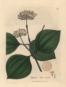 Nuez venenosa de flor blanca, Strychnos nux vomica de James Sowerby
