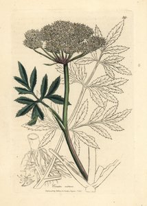 Cicuta virosa, cicuta de agua de flor blanca