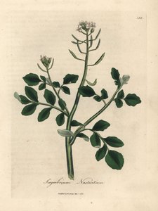Berro de flor blanca, Sisymbrium nasturtium de James Sowerby
