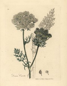 Zanahoria silvestre de flor blanca, Daucus carota