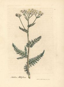 Milenrama de flor blanca, Achillea millefolium de James Sowerby