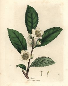 Flores blancas y hojas de té verde, Thea bohea, Camellia sinensis de James Sowerby