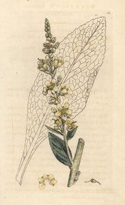 White mullein, Verbasum lychnitis (molene) Grabado en cobre coloreado a mano según una ilustración de James Sowerby de James Smith