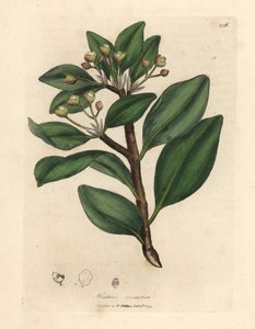 Árbol de corteza de invierno, Wintera aromatica, Drimys winteri