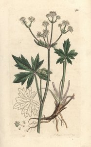 Sanícula de madera, Sanicula europaea. Grabado en cobre coloreado a mano según una ilustración de James Sowerby de James Smith