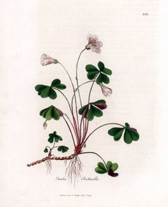 Acedera de madera u oxaluro de madera - Woodsorrel, Oxalis acetosella. Grabado en cobre coloreado a mano de una ilustración botánica de James Sowerby extraída de "Medical Botany" de William Woodville y Sir William Jackson Hooker, John Bohn, Londres. de James Sowerby