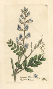 Vicia silvática (vesce des bois) Grabado en cobre coloreado a mano según una ilustración de James Sowerby de James Smith