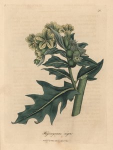Beleño negro de flor amarilla, Hyoscyamus niger de James Sowerby