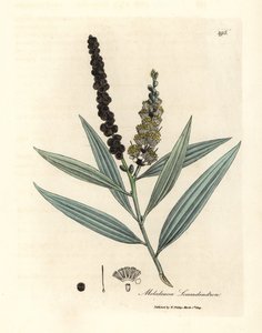 Cajeput de flor amarilla, Melaleuca leucadendron de James Sowerby