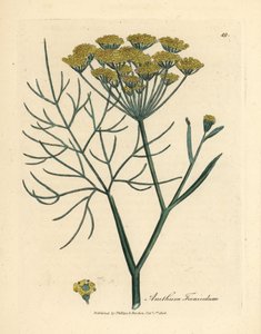 Hinojo de flor amarilla, Anethum foeniculum