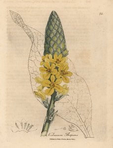 Gordolobo de flor amarilla, Verbascum thapsus