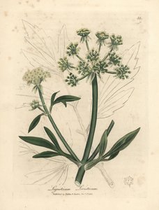 Apio de monte de flor amarilla, Ligusticum levisticum