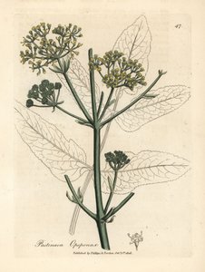 Pastinaca opopanax de flores amarillas, Pastinaca opopanax de James Sowerby