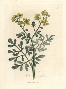 Ruda de flor amarilla, Ruta graveolens de James Sowerby
