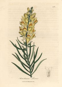 Dragón de flores amarillas, Antirrhinum linaria