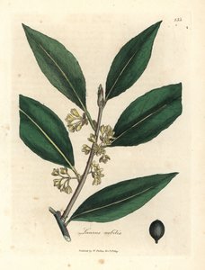 Laurel dulce de flor amarilla, Laurus nobilis de James Sowerby