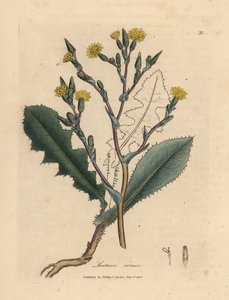 Lechuga silvestre de flor amarilla, Lactuca virosa