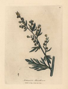 Ajenjo de flor amarilla, Artemisia absinthium