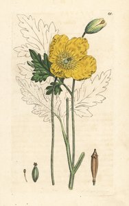 Amapola amarilla o galesa, Papaver cambricum (amapola amarilla). Grabado en cobre coloreado a mano según una ilustración de James Sowerby de James Smith