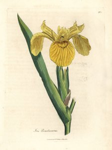 Bandera de agua amarilla, Iris pseudocorus de James Sowerby